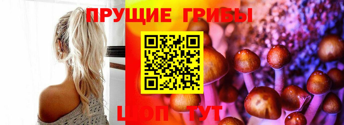 Псилоцибиновые грибы Psilocybe Волжск